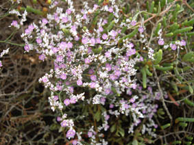 Limonium sp (Espagne)